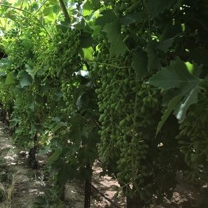 Meet your Posher, Javier